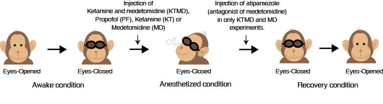 Figure-KetaMede&Ketamine-200dpi-v3.jpg
